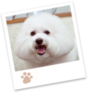 icon_dog